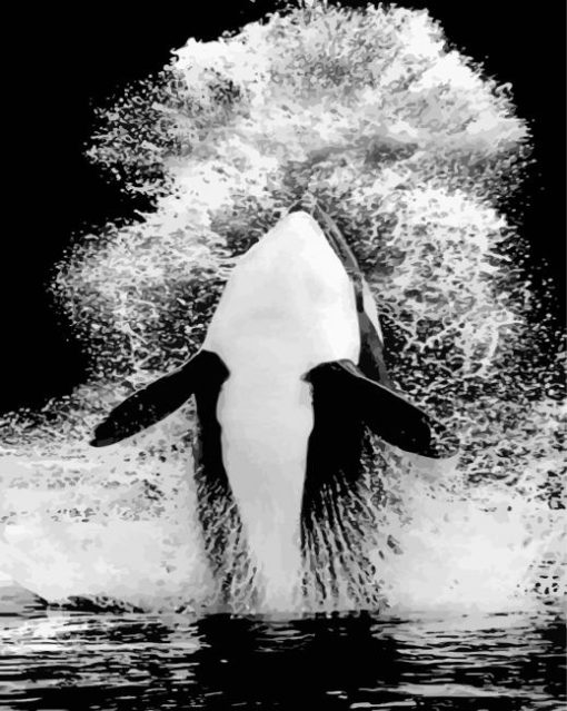 Monochrome Orca paint by numbers