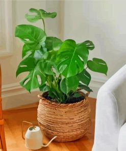 Monstera Plant paint by numbers