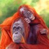 Orangutans Mothers And Son paint by numbers