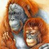 Orangutans Couple paint by numbers