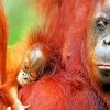 Orangutans Monkeys paint by numbers