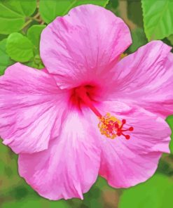 Aesthetic Pink Hibiscus Flower paint by numbers