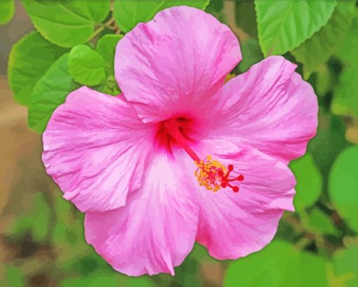 Aesthetic Pink Hibiscus Flower paint by numbers