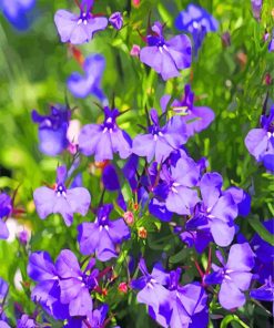 Purple Lobelia Flowers paint by numbers