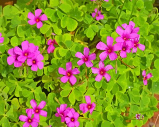 Purple Oxalis paint by numbers