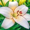 Aesthetic White Lily Flower paint by numbers