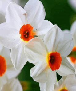 White Narcissus Flower paint by numbers