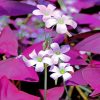 Beautiful Oxalis Flowers paint by numbers