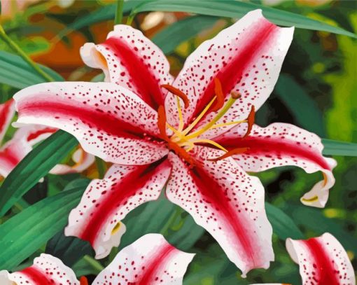 White Red Lilies Flowers paint by numbers