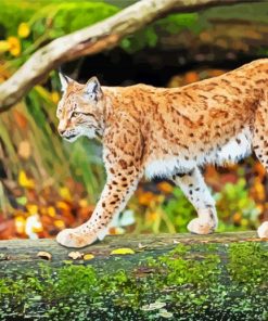 Wild Lynx Animal paint by numbers