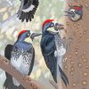 Acorn Woodpecker Bird Family paint by numbers