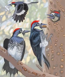 Acorn Woodpecker Bird Family paint by numbers