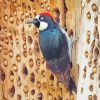 Acorn Woodpecker Bird paint by numbers