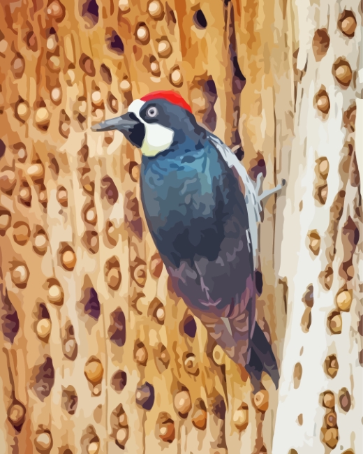 Acorn Woodpecker Bird paint by numbers