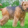 Cute Airedale Dog paint by numbers
