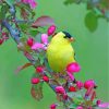 American Goldfinch Songbird paint by numbers