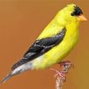 Black Yellow American Goldfinch paint by numbers