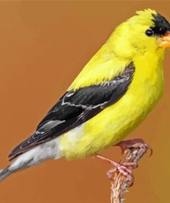 Black Yellow American Goldfinch paint by numbers