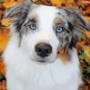 Cute Aussie Dog paint by numbers