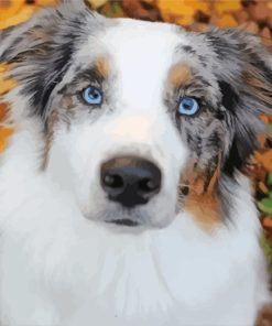 Cute Aussie Dog paint by numbers