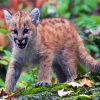 Cute Baby Cougar paint by numbers