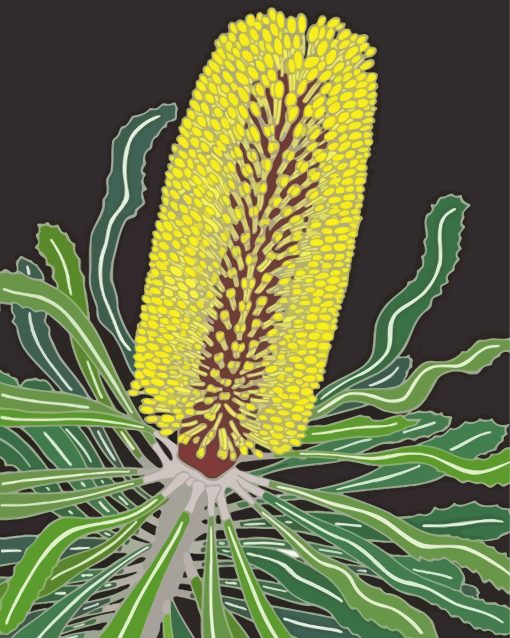 Banksia Attenuata Plant paint by numbers