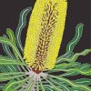Banksia Attenuata Plant paint by numbers