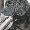 Black And White Cocker Spaniel paint by numbers