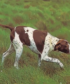 Brown And White Pointer paint by numbers
