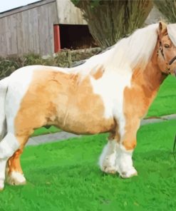 Blonde Shetland Pony paint by numbers