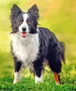 Border Collie Dog paint by numbers