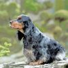 English Cocker Spaniel paint by numbers