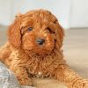 Brown Cavoodle Puppy paint by numbers