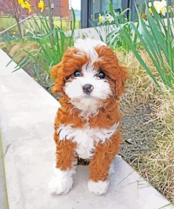 Brown White Cavapoo paint by numbers