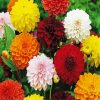 Colorful Dahlias Flowers paint by numbers