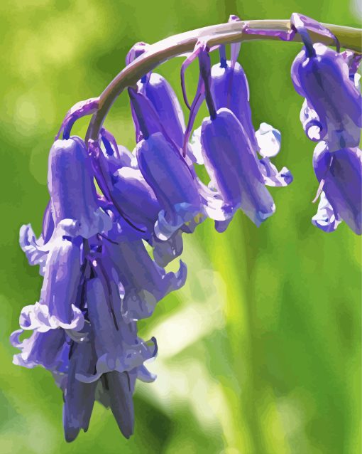 Common Bluebells paint by numbers