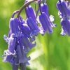 Common Bluebells paint by numbers