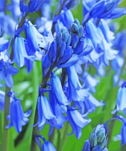 Common Bluebells Plants paint by numbers