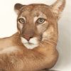 Cool Cougar Animal paint by numbers