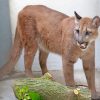 Wild Animal Cougar paint by numbers