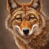 Coyote Animal Face paint by numbers