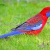 Crimson Rosella Bird paint by numbers