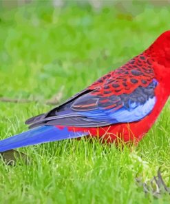 Crimson Rosella Bird paint by numbers