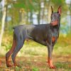 Doberman Dog In Forest paint by numbers