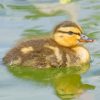 Duckling Bird In Water paint by numbers