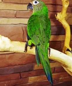Dusky Conure Bird paint by numbers