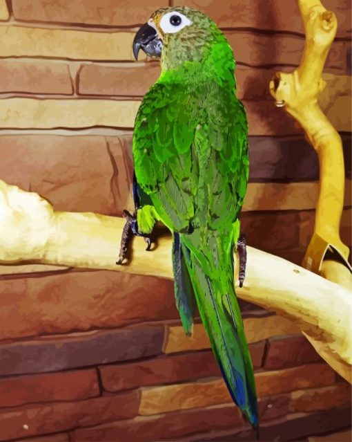 Dusky Conure Bird paint by numbers