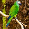Aesthetic Dusky Conure paint by numbers
