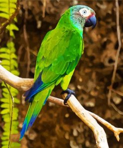 Aesthetic Dusky Conure paint by numbers