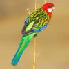 Eastern Rosella Bird paint by numbers